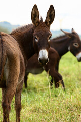 Cute brown donkey grazing outdoors on a farm
