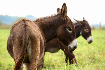 Obraz premium Cute brown donkey grazing outdoors on a farm