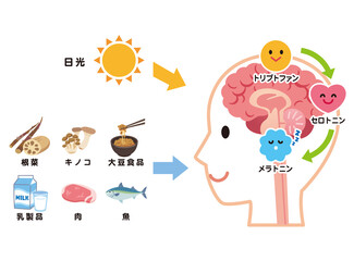 セロトニンの分泌　トリプトファン　メラトニン