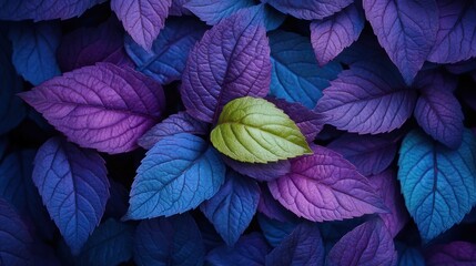 Fototapeta premium A Single Green Leaf Amidst Purple and Blue