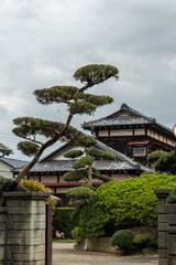 Beautiful Japanese garden with unique tree and traditional house in Tokyo