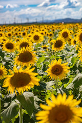 Obraz premium sunflower field 