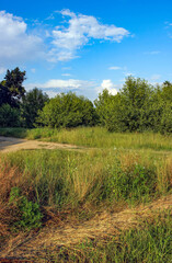 Image of bush vegetation in summer sunset light