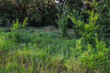 Image of bush vegetation in summer sunset light