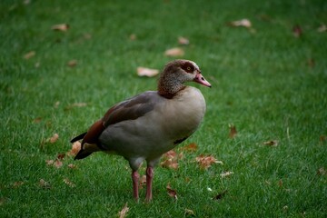 Egyptian goose stands on a grassy field, showcasing its detailed plumage and natural habitat