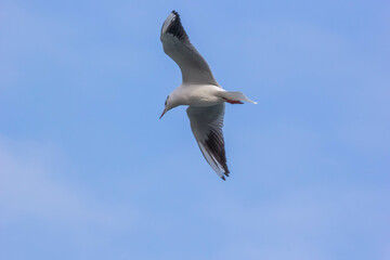 Obraz premium Close-up of seagull, flying over blue sky