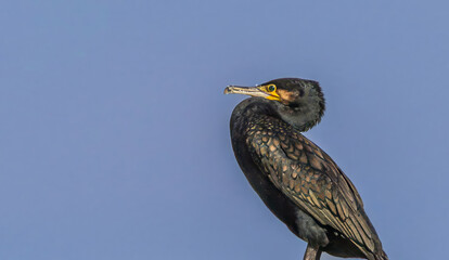 Beautiful portrait of a cormorant bird