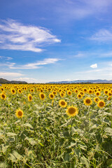 Obraz premium sunflower field 