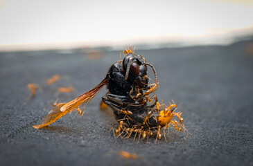 Silent Wings: The Fallen Asian Hornet