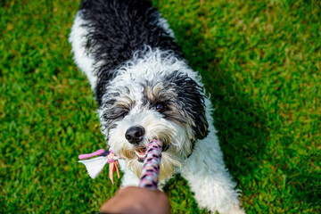 The Perfect Mix: Australian Labradoodle in Action