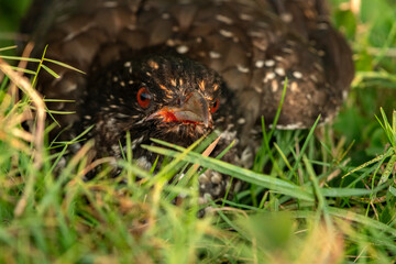 Female Indian Koel Bird Searching for Food on the Ground