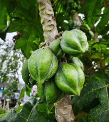 it's Carica, Endemic Fruits from Wonosobo Indonesia