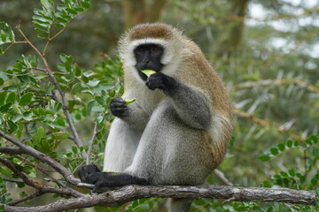 Kenya Safari, a monkey perched on a tree, eating leaves