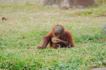 Baby orangutan is sitting on the grass and holding a banana in its hand.