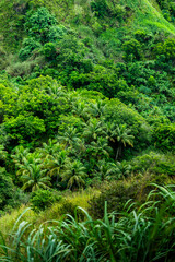 Lush green hills of southern Guam showcasing vibrant tropical landscape