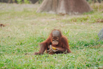 Baby orangutan is sitting on the grass and holding a banana in its hand.