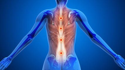 Highlighted Acupressure Points for Back Relief