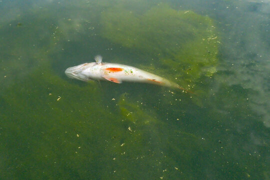 Dead perch floating in green, algae-filled water. Environmental pollution and aquatic ecosystem imbalance concept