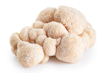 Lion's Mane mushroom isolated on white background. With clipping path.
