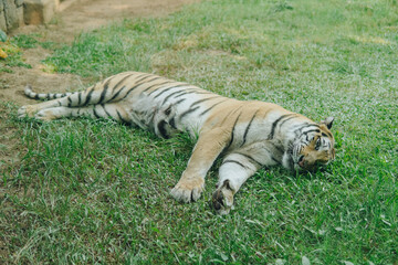 Naklejka premium Tiger or Panthera tigris laying on the grass in a zoo, feeling relaxed and comfortable.