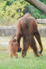 Mother and baby orangutan or Pongo Pygmaeus walking while holding their hands together. © Reezky
