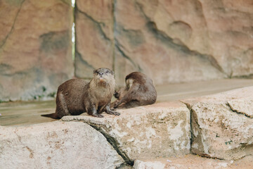 Two otters or Lutra lutra or lutrinae are relaxing on a rock near a wall.