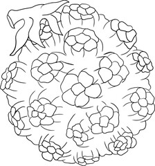 Line Pandan fruit, Sargassum. Hand drawn black and white tropical plant. Pandanus tectorius vector coloring pages