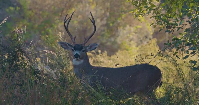 White-tailed deer stand in forest with sharp look and grass and trees in the morning