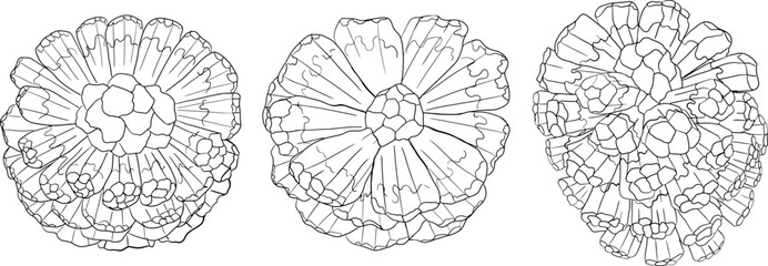 Line Pandan fruit, Sargassum. Hand drawn black and white tropical plant. Pandanus tectorius vector coloring pages