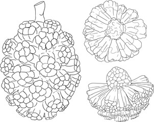 Line Pandan fruit, Sargassum. Hand drawn black and white tropical plant. Pandanus tectorius vector coloring pages