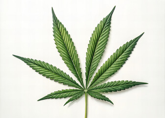 Green cannabis leaf on white background
