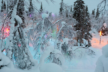 Magic forest at winter, Mysterious Forest in Murmansk region, Kirovsk, fantastic creation