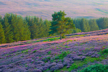 Fototapeta premium Lone scots pine tree in a field of heather, Hamsterley forest, county Durham, England, UK