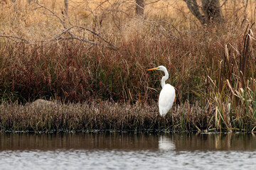 white heron hunting in a pond