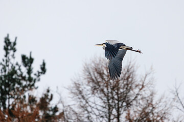 Grey Heron captured in flight