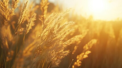 Obraz premium The Golden Grass in Sunlight