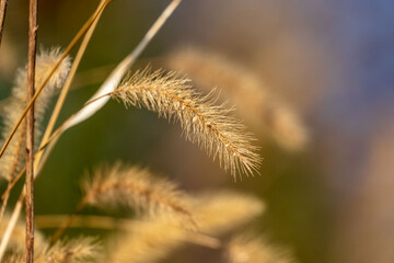 冬のエノコログサ_犬の尾草11