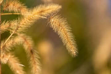 冬のエノコログサ_犬の尾草10
