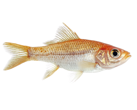 vibrant fish with golden scales and prominent fins, isolated on white background, showcasing its detailed texture and natural beauty