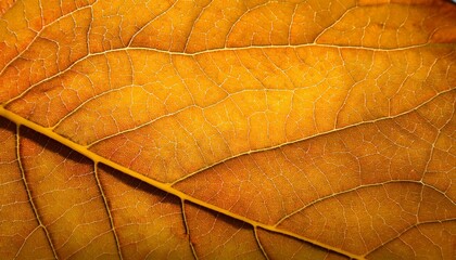 yellow leaf background. сlose up of leaf texture