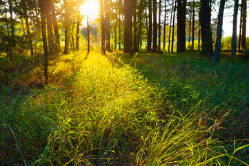 Sunset in the forest with light streaming between trees lighting up a clearing of tall grass, Chickamauga Battlefield, Fort Oglethorpe, Georgia © Darren Koobs