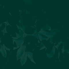 background light green and dark green leaves. green two tone. environment concept. save the world. wallpaper. green energy. for cover, booklet presentation, corporate