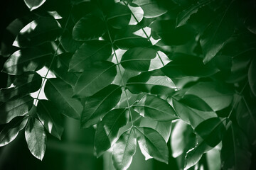 Obraz premium background green leaves drama lighting in morning. green environment concept. save the world. wallpaper. green energy