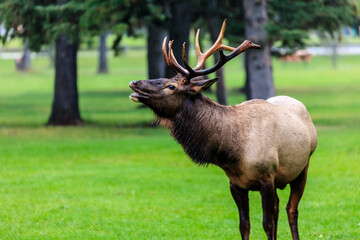 A large deer stands in a grassy field, its head held high