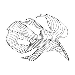 Hand-Drawn Black Monstera Leaf Vector on White Background – Minimalist Botanical Illustration