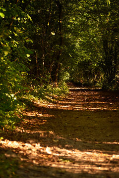 Un beau chemin forestier au coucher de soleil