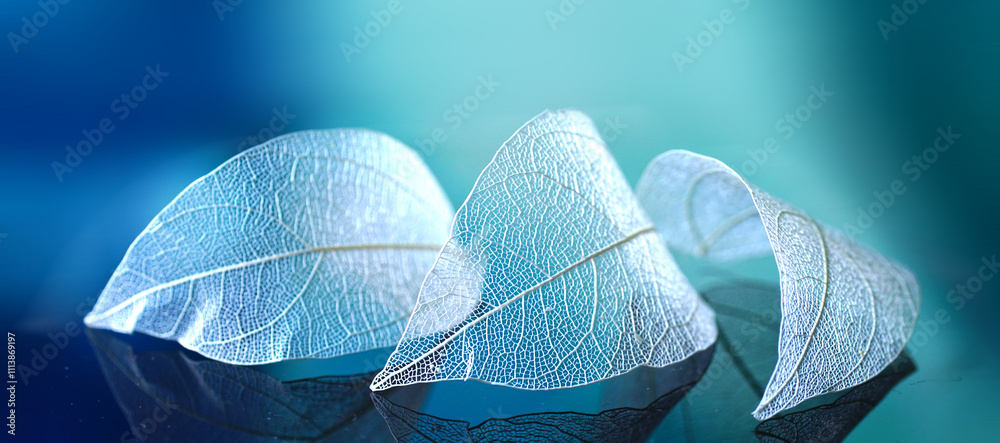 Poster White transparent leafs on mirror surface with reflection on blue background macro. Abstract artistic image template border natural dreamy image.