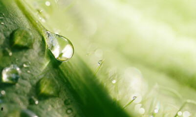 Beautiful water droplets on the grass shine in the sunlight close-up macro. Abstract summer nature background with drops of dew.