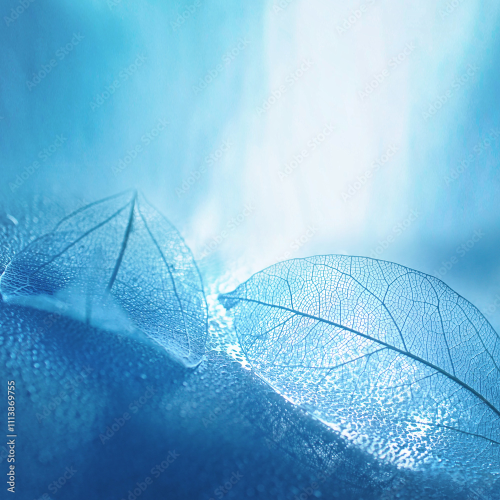 Poster two transparent skeleton leaves macro on wet surface on blue background in nature with beautiful lig