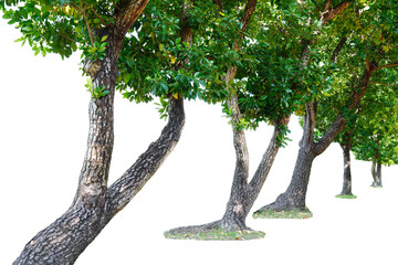 Die-cut of a large tree standing in a row, white background